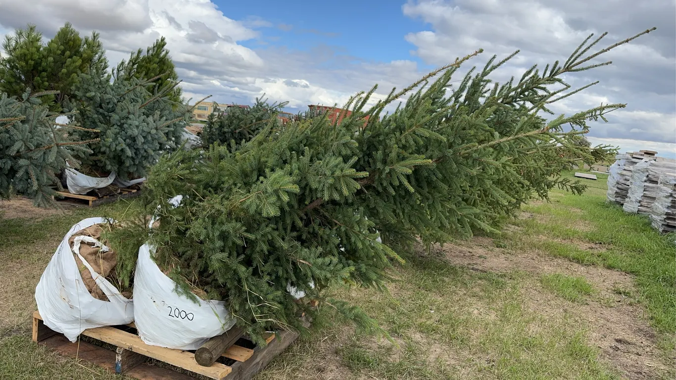 4 - 6-8ft White Spruce Trees in Wire Basket ( 4x Bid Price ) *Unreserved*