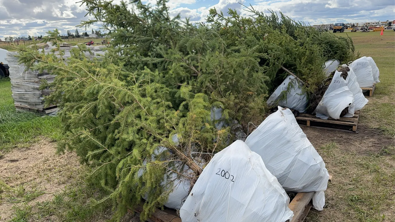 4 - 6-8ft White Spruce Trees in Wire Basket ( 4x Bid Price ) *Unreserved*