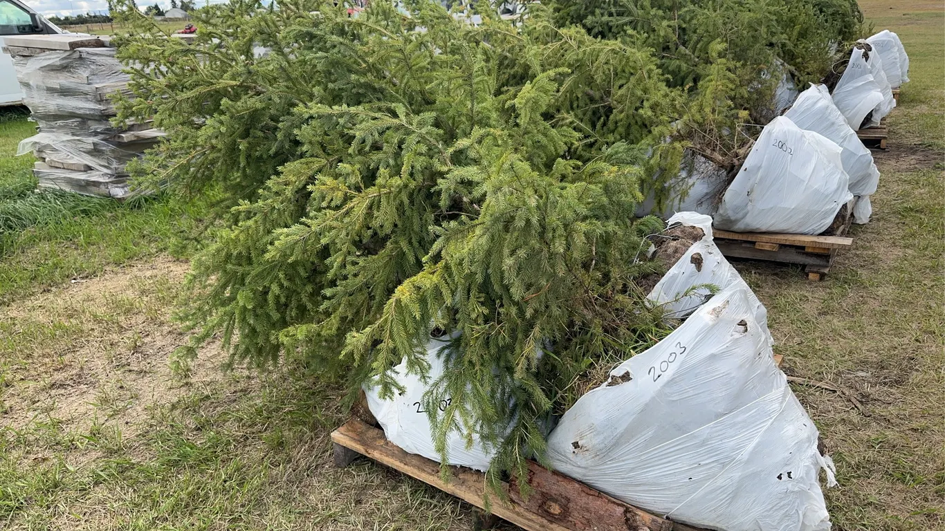 4 - 6-8ft White Spruce Trees in Wire Basket ( 4x Bid Price ) *Unreserved*