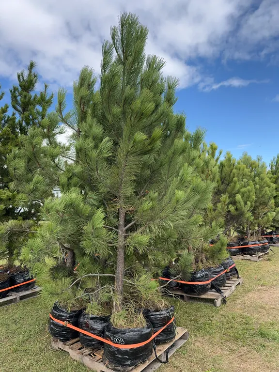 6 - 6-8ft Ponderosa Pine Trees in Below Ground Root Control Bag ( 6x Bid Price ) *Unreserved*