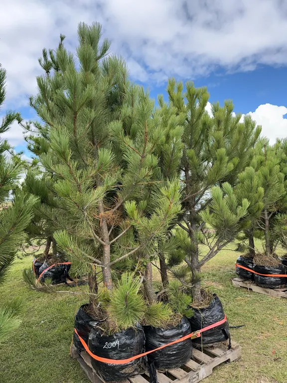 6 - 6-8ft Ponderosa Pine Trees in Below Ground Root Control Bag ( 6x Bid Price ) *Unreserved*
