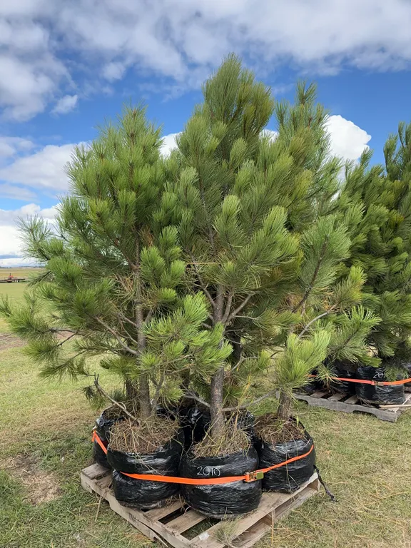 6 - 6-8ft Ponderosa Pine Trees in Below Ground Root Control Bag ( 6x Bid Price ) *Unreserved*