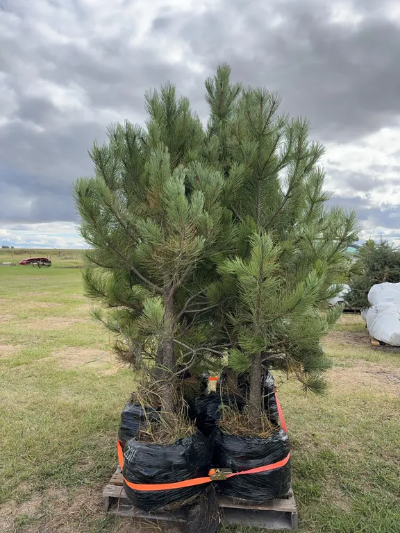 6 - 6-8ft Ponderosa Pine Trees in Below Ground Root Control Bag ( 6x Bid Price ) *Unreserved*