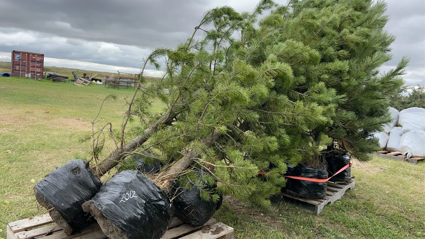4 - 8-10ft Scot Pine Trees in Below Ground Root Control Bag ( 4x Bid Price ) *Unreserved*