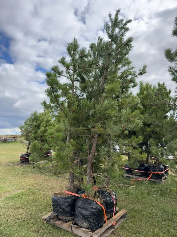 4 - 8-10ft Scot Pine Trees in Below Ground Root Control Bag ( 4x Bid Price ) *Unreserved*