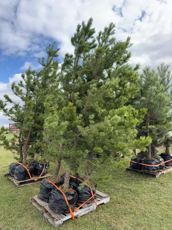 4 - 8-10ft Scot Pine Trees in Below Ground Root Control Bag ( 4x Bid Price ) *Unreserved*