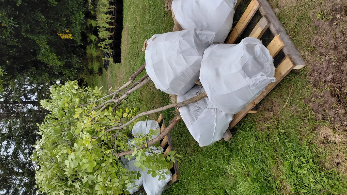 5 - 8-10ft Green Ash Trees in Wire Basket ( 5x Bid Price ) *Unreserved*