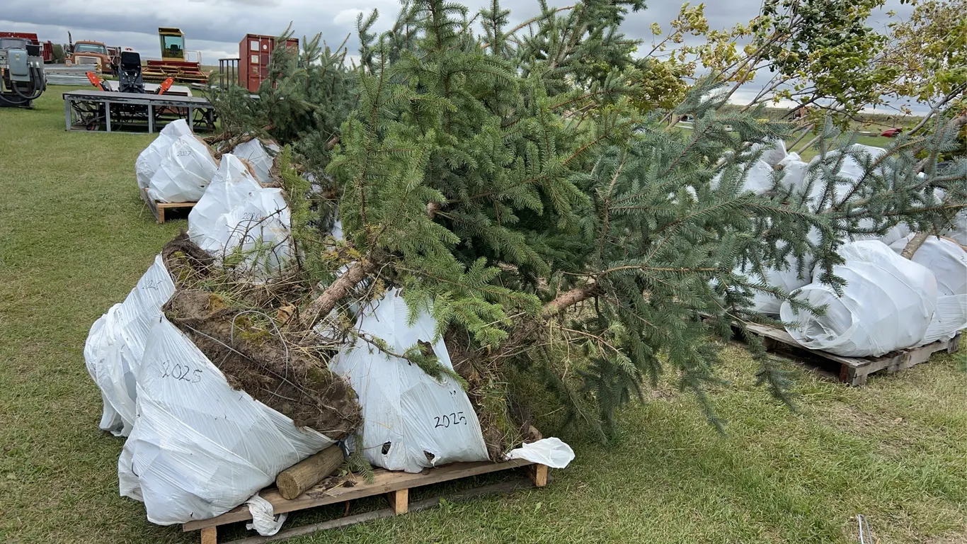 4 - 6-8ft Blue Spruce Trees in Wire Basket ( 4x Bid Price ) *Unreserved*