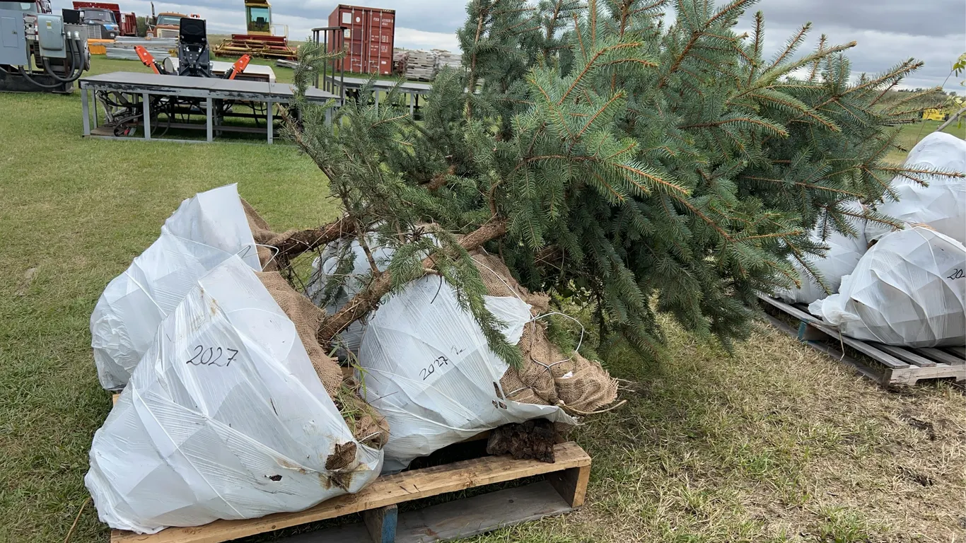 4 - 6-8ft Blue Spruce Trees in Wire Basket ( 4x Bid Price ) *Unreserved*