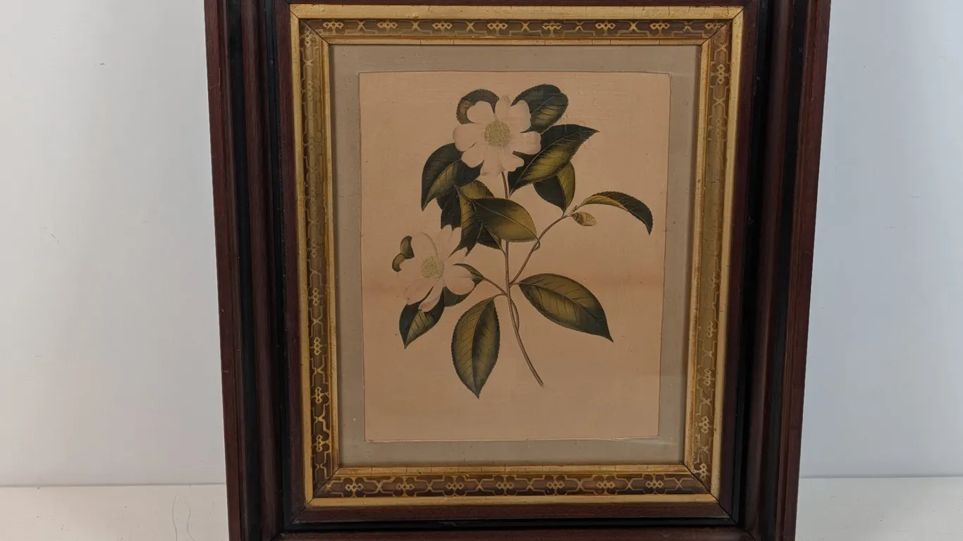 Framed Hand-Painted Botanical Print of Camellias