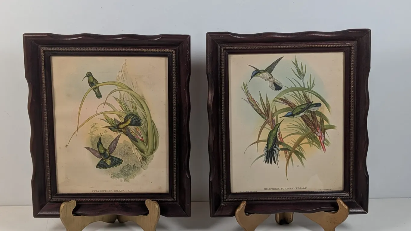 Pair of Framed John Gould Hummingbird Prints