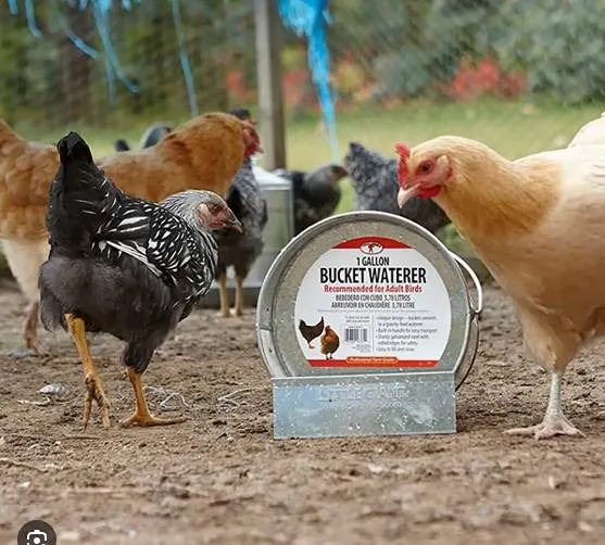 Little Giant 1 Gallon Bucket Waterer for Adult Birds