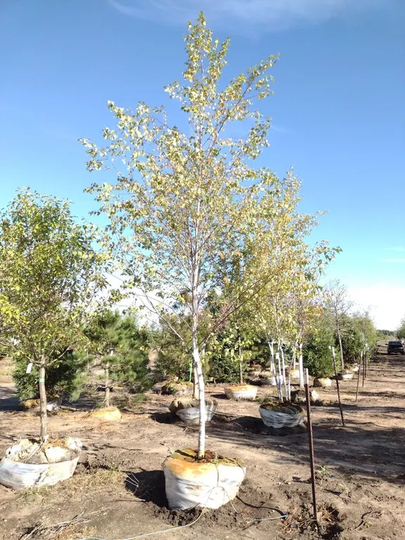 WHITE SPIRE BIRCH 2"