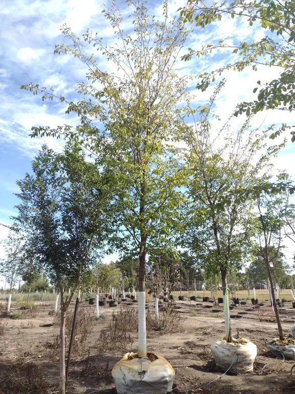 ACCOLADE ELM 3.5"