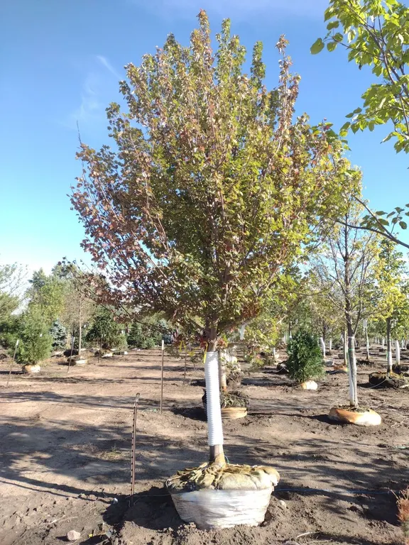 BRANDYWINE RED MAPLE 4"