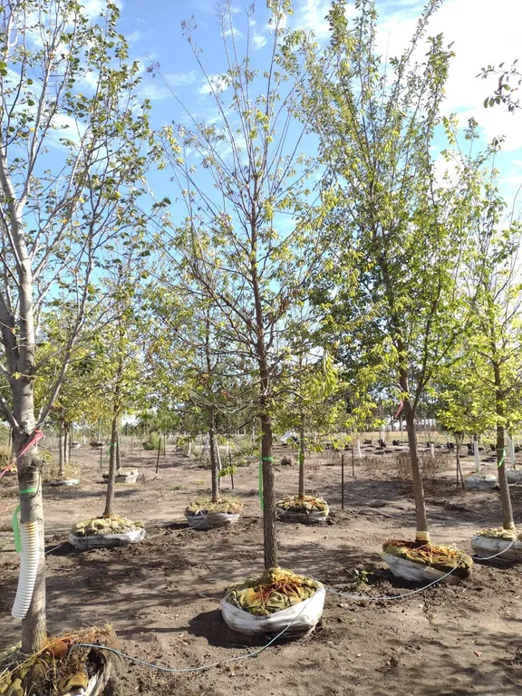 COMMON HACKBERRY 4"