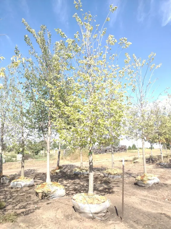COMMON HACKBERRY 4"
