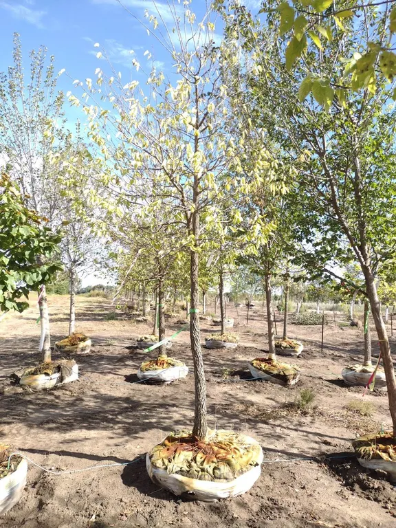 COMMON HACKBERRY 4"