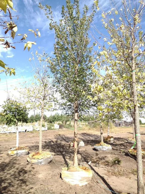 TRIUMPH ELM 3.5"