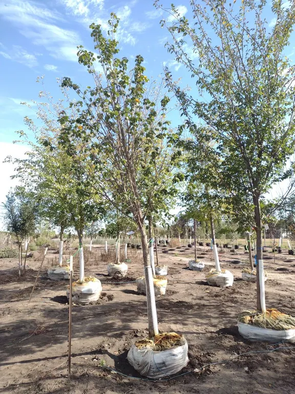 HARVEST GOLD LINDEN 3.5"