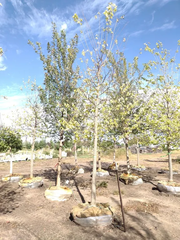 COMMON HACKBERRY 4"