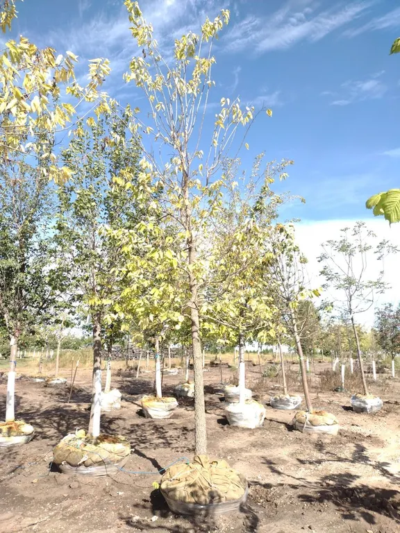 COMMON HACKBERRY 4"