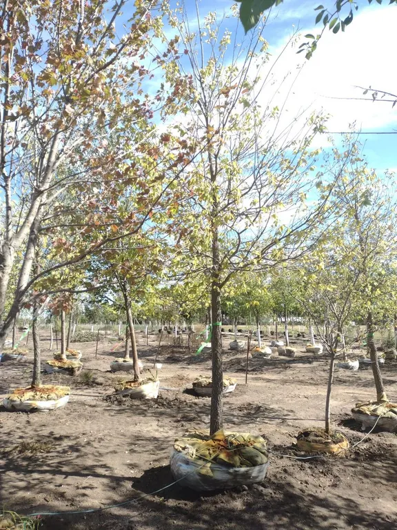 COMMON HACKBERRY 4"