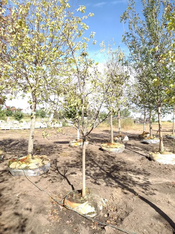 AUTUMN BRILLIANCE SERVICEBERRY 1.5"