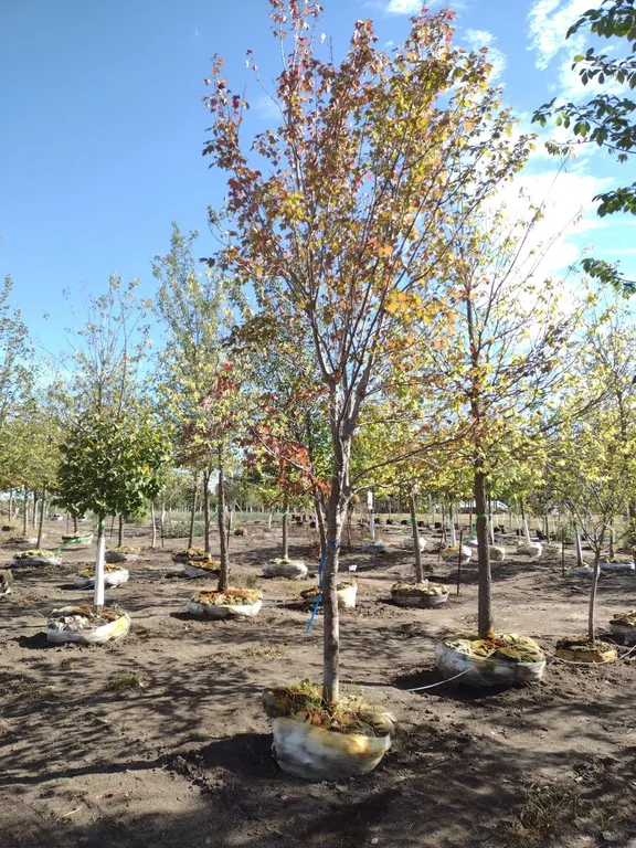 SCARLET JEWEL RED MAPLE 3.5"