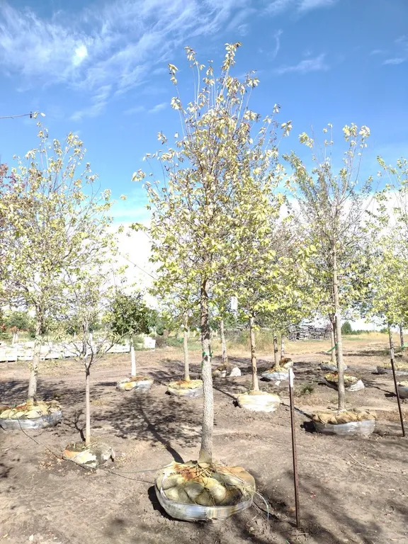 COMMON HACKBERRY 4"