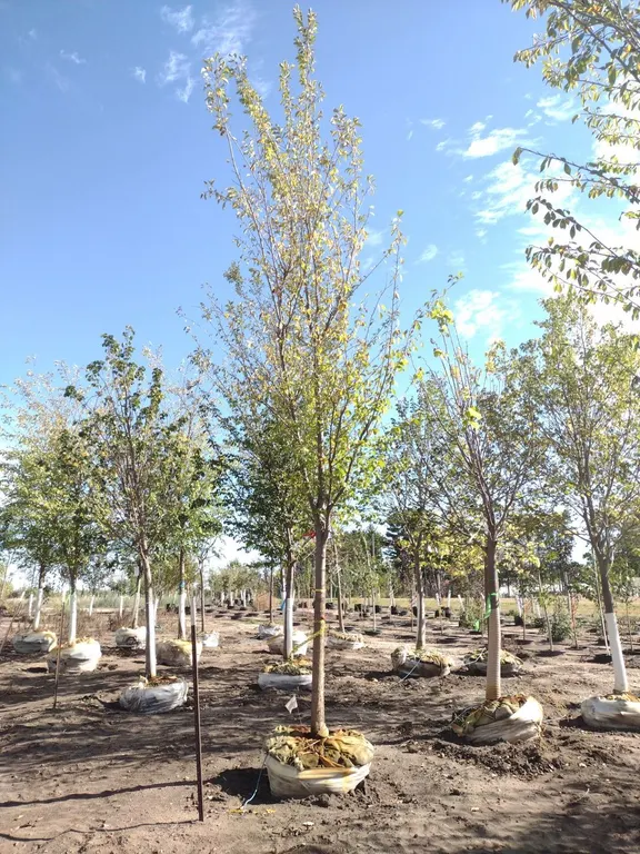 TRIUMPH ELM 3.5"