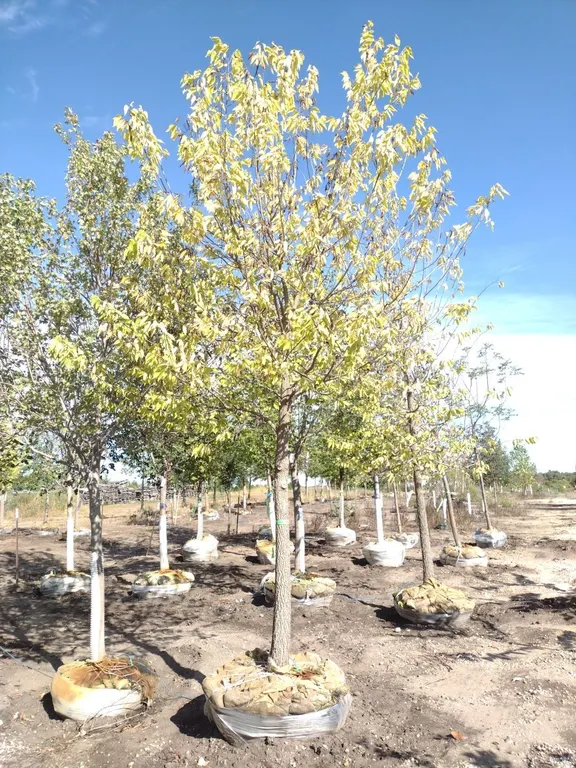 COMMON HACKBERRY 4"