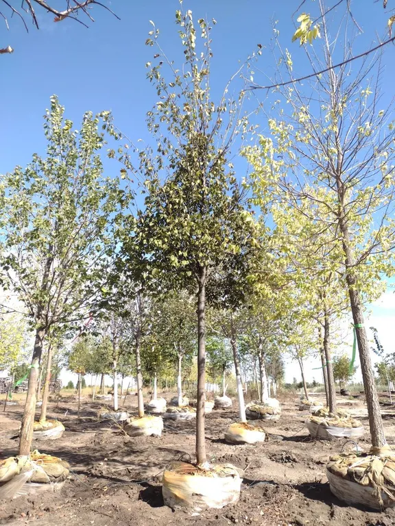 JEFFERSON ELM 3.5"