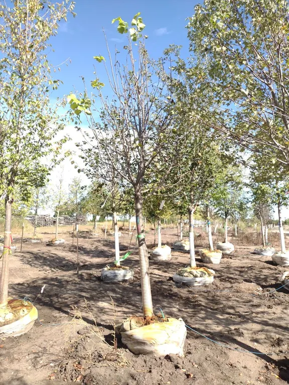 REDMOND LINDEN 3.5"