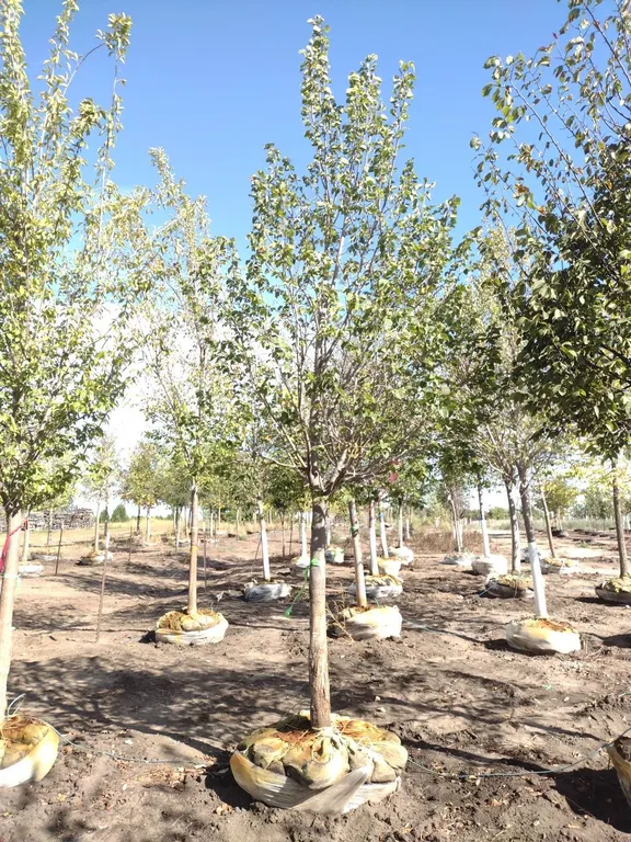 BOULEVARD LINDEN 4"