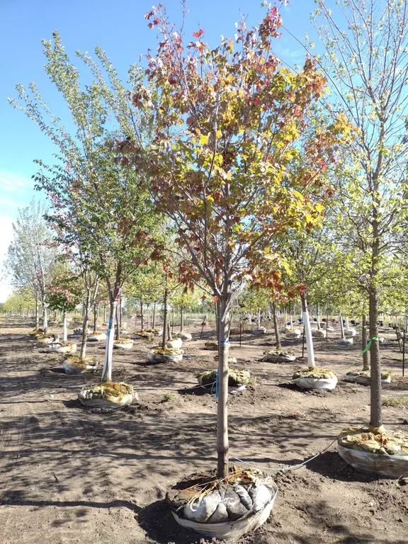 SCARLET JEWEL RED MAPLE 3.5"