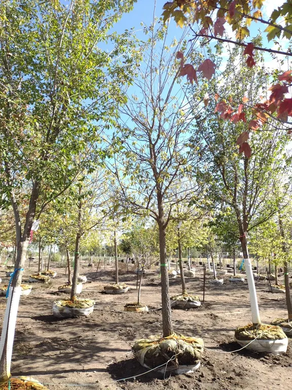 COMMON HACKBERRY 4"