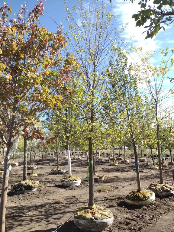 COMMON HACKBERRY 4"