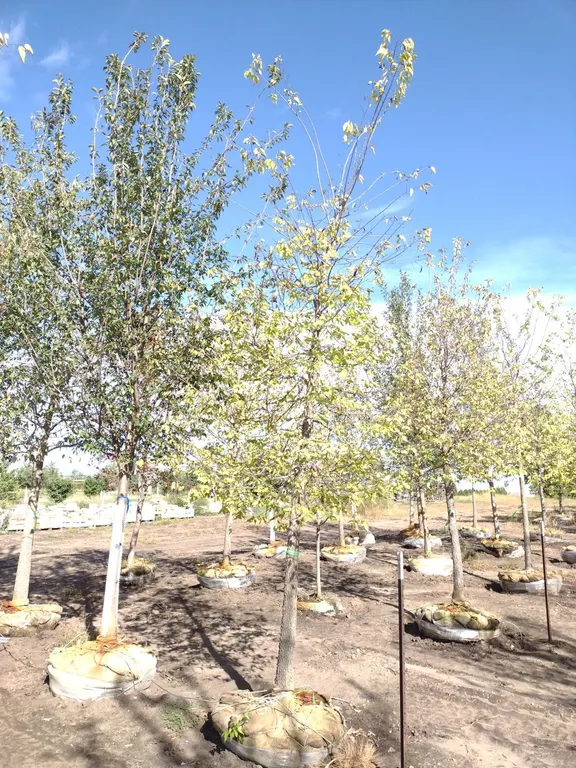 COMMON HACKBERRY 4"