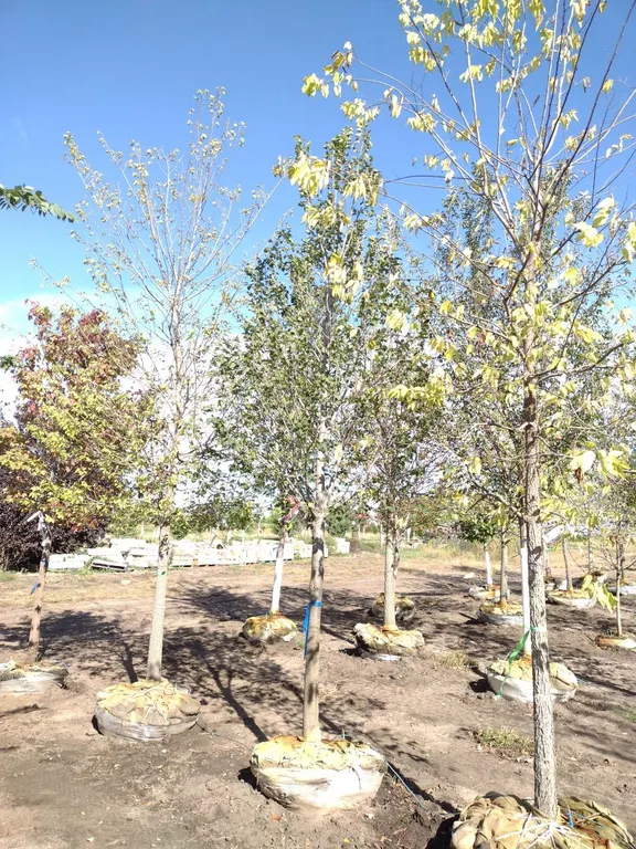 BOULEVARD LINDEN 4"