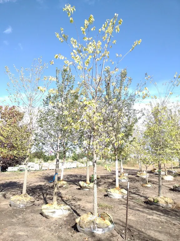 COMMON HACKBERRY 4" *