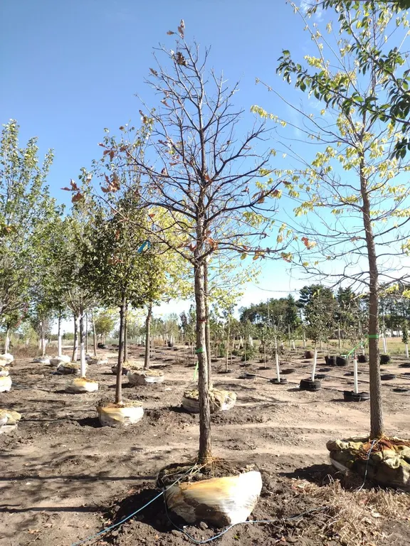 SWAMP WHITE OAK 3"