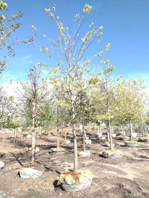 COMMON HACKBERRY 4"