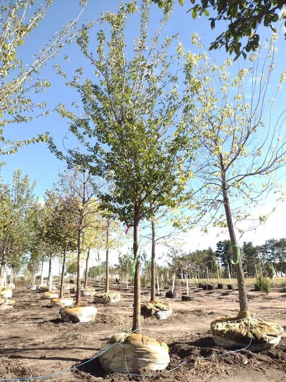 TRIUMPH ELM 2.5"