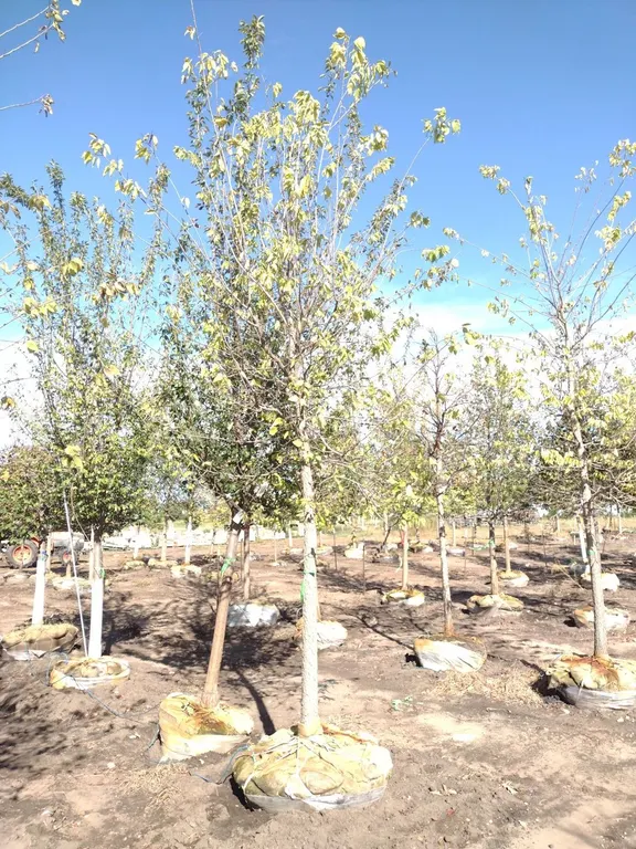 COMMON HACKBERRY 4"