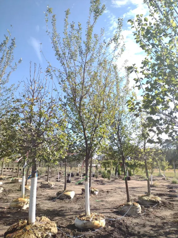 TRIUMPH ELM 3.5"