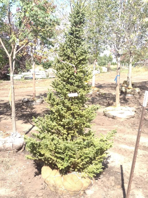 BALSAM FIR 6' *