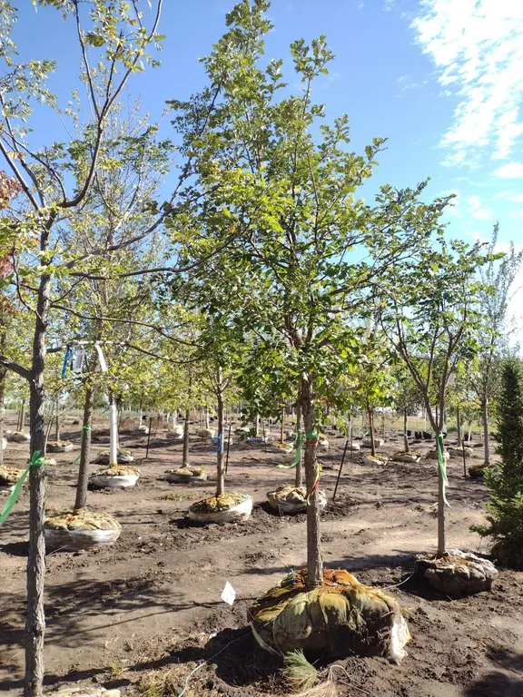 SWAMP WHITE OAK 3.5"
