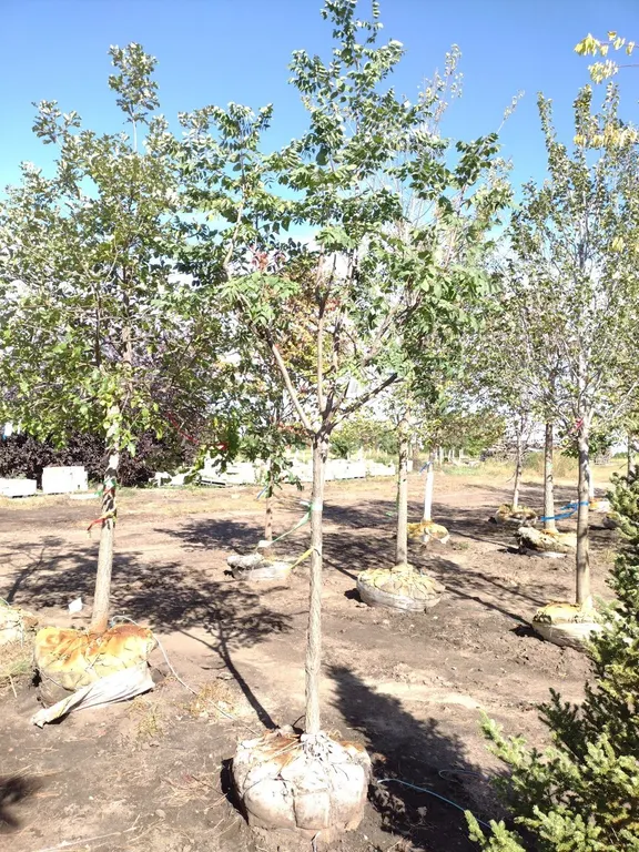ESPRESSO COFFEETREE 3" *