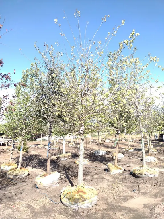 COMMON HACKBERRY 4"